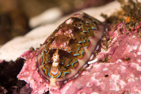 Tonicella lokii (Flame Lined Chiton)