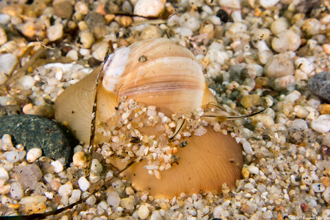 Neverita lewisii (Lewis's Moon Snail)