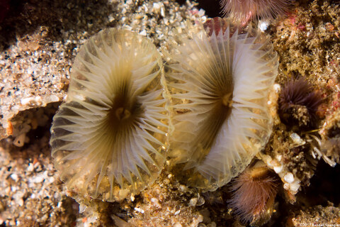 Myxicola sp.2 (Colonial Slime Tubeworm)