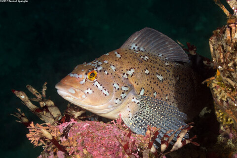 Hexagrammos decagrammus (Kelp Greenling)