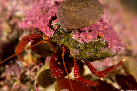 Pagurus hemphilli (Maroon Hermit Crab)