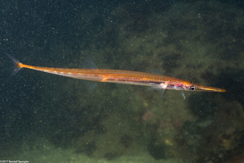 Aulorhynchus flavidus (Tubesnout)