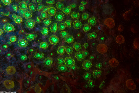 Astrangia haimei (Astrangia Haimei)