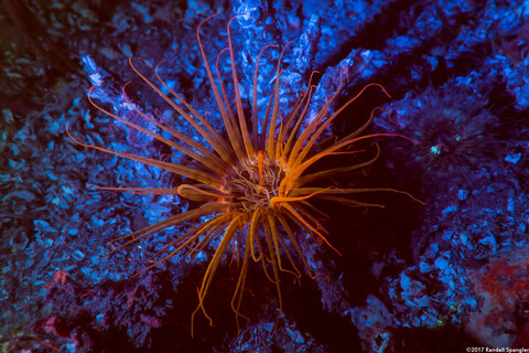 Pachycerianthus fimbriatus (Tube-Dwelling Anemone)