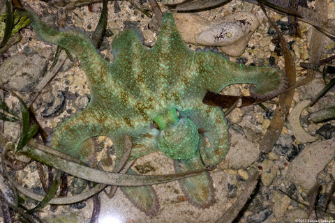Octopus briareus (Caribbean Reef Octopus)