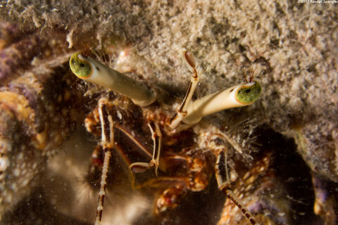 Petrochirus diogenes (Giant Hermit Crab); They have little tufts of hair on their eye stalks