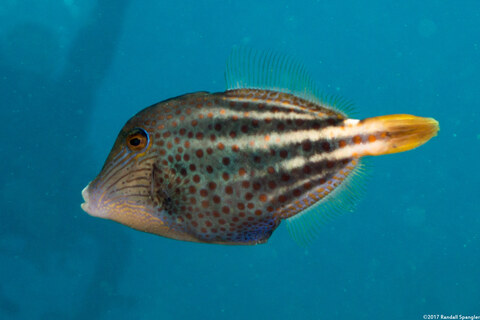 Cantherhines pullus (Orangespotted Filefish)