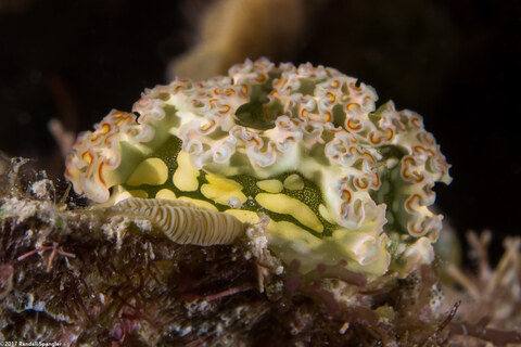 Elysia crispata (Lettuce Slug)