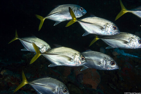 Caranx latus (Horse-Eye Jack)