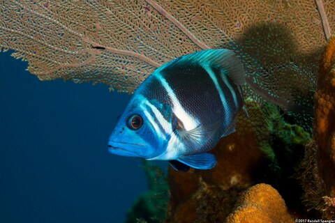 Hypoplectrus indigo (Indigo Hamlet)