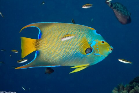 Holacanthus ciliaris (Queen Angelfish)
