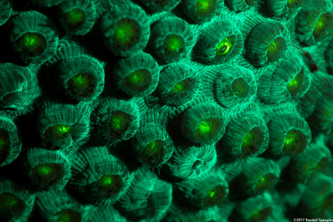 Orbicella faveolata (Mountainous Star Coral)