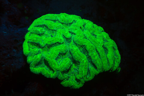 Mycetophyllia lamarckiana (Ridged Cactus Coral)