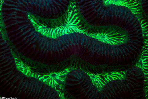 Pseudodiploria strigosa (Symmetrical Brain Coral)