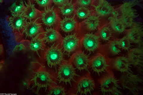 Montastraea cavernosa (Great Star Coral)