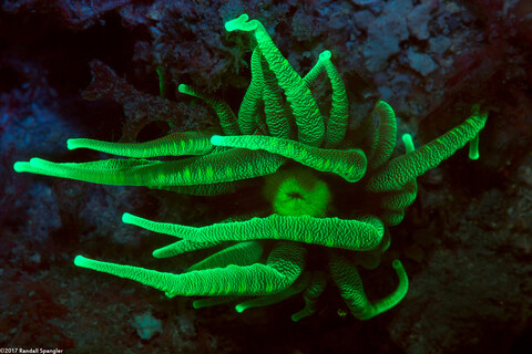 Condylactis gigantea (Giant Anemone)