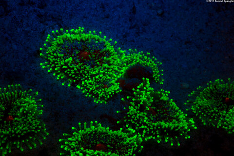 Ricordea florida (Florida Corallimorph)