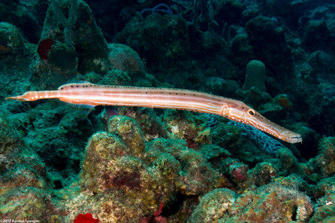 Aulostomus maculatus (Atlantic Trumpetfish)
