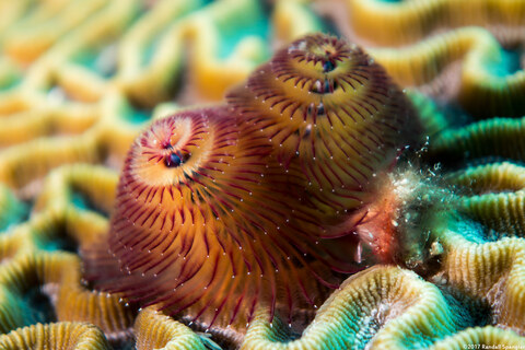 Spirobranchus giganteus (Christmas Tree Worm)