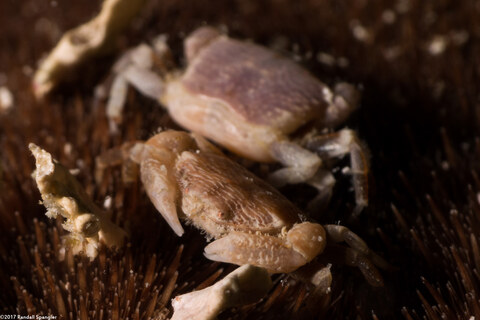 Clypeasterophilus rugatus (Wrinkled Pea Crab)