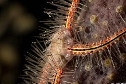 Ophiothrix suensoni (Sponge Brittle Star)