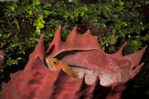 Cephalopholis cruentata (Graysby)