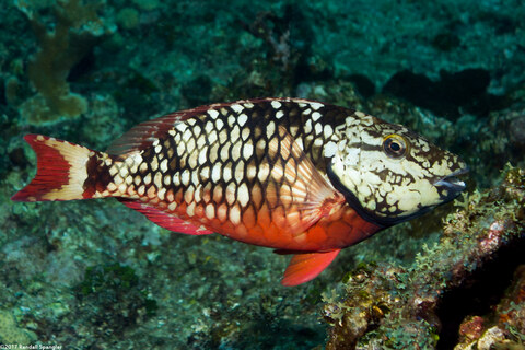 Sparisoma viride (Stoplight Parrotfish)