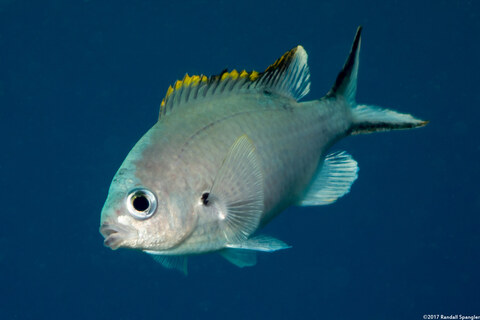 Chromis multilineata (Brown Chromis)