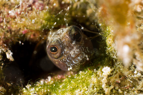 Emblemaria pandionis (Sailfin Blenny)