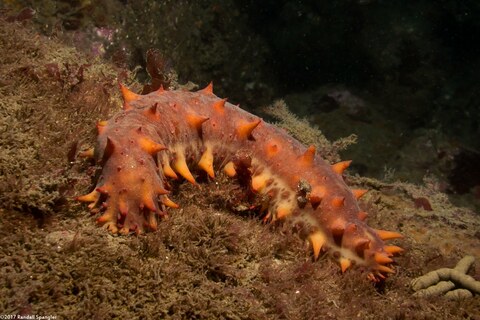 Parastichopus californicus (California Sea Cucumber)