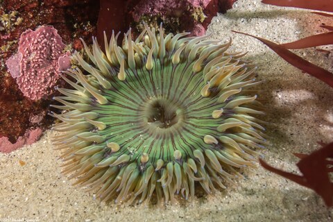 Anthopleura sola (Sunburst Anemone)
