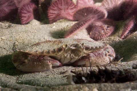 Cancer productus (Red Rock Crab)