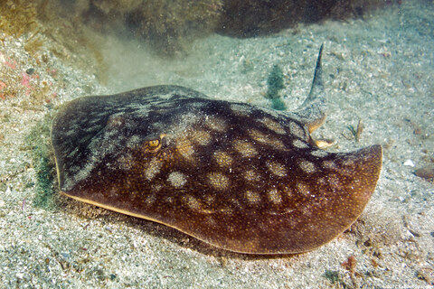 Urobatis halleri (Round Stingray)