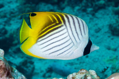Chaetodon auriga (Threadfin Butterflyfish)