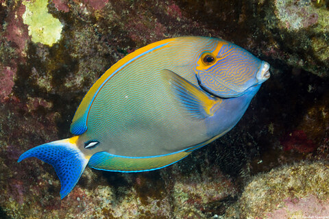 Acanthurus dussumieri (Eyestripe Surgeonfish)