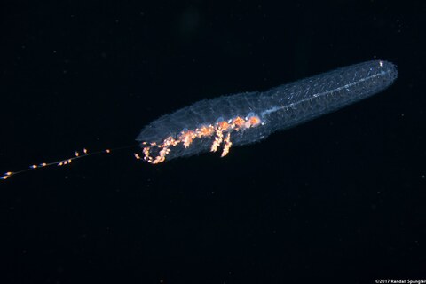 Forskalia s.1 (Forskalia sp.1)