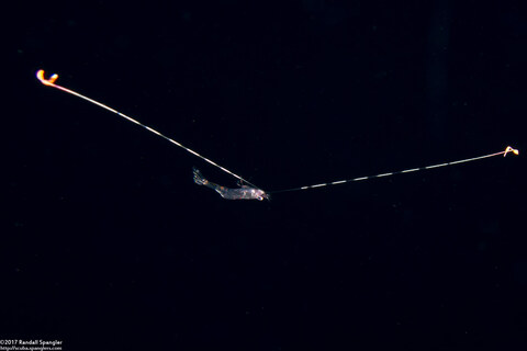 Family Hippolytidae (Larval Hippolytidae Shrimp)