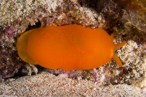 Berthellina delicata (Orange Gumdrop)