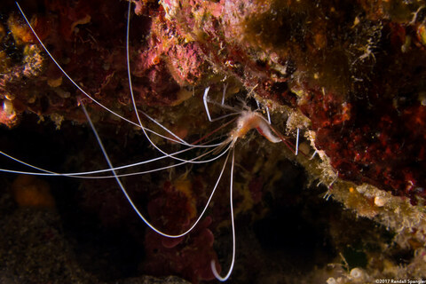 Stenopus pyrsonotus (Flameback Coral Shrimp)