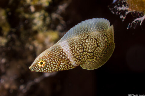 Anampses chrysocephalus (Psychedelic Wrasse)