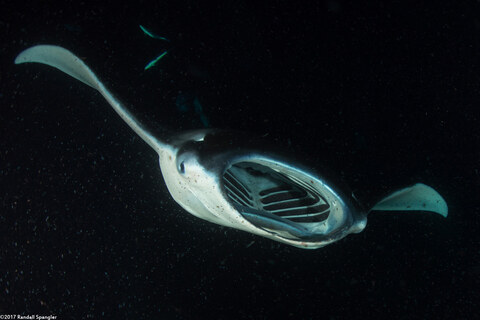 Mobula alfredi (Coastal Manta Ray)