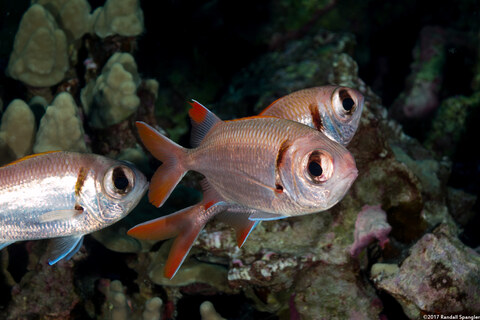 Myripristis kuntee (Pearly Soldierfish)