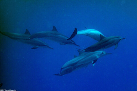 Stenella longirostris (Spinner Dolphin)