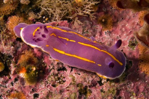 Felimida macfarlandi (MacFarland's Chromodorid)