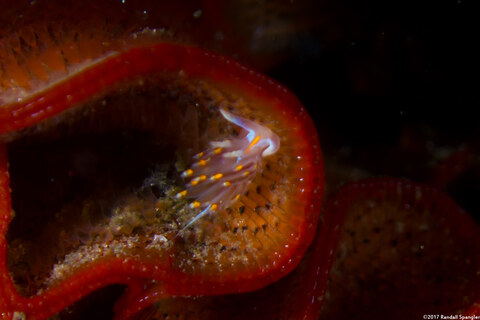 Hermissenda opalescens (Opalescent Nudibranch); Tiny one, just a few mm long