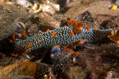 Triopha maculata (Spotted Triopha)