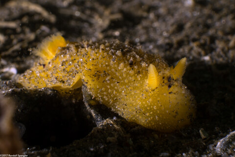 Doris montereyensis (Monterey Dorid)