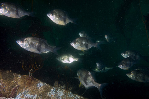 Rhacochilus vacca (Pile Perch)