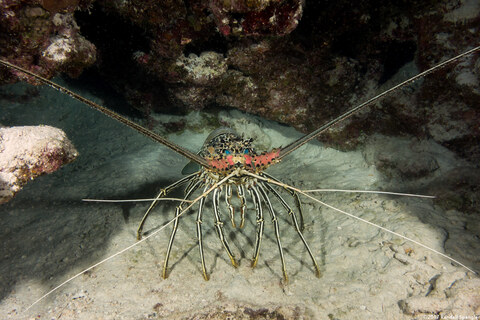 Panulirus versicolor (Painted Spiny Lobster)