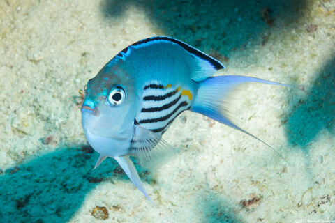 Genicanthus watanabei (Pinstriped Angelfish)